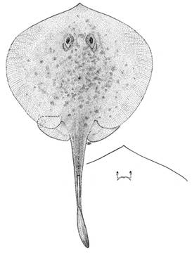 To NMNH Extant Collection (Urotrygon caudispinosus P04433 illustration)