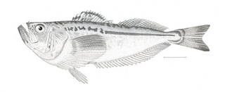 To NMNH Extant Collection (Trichodon trichodon P04590 illustration)