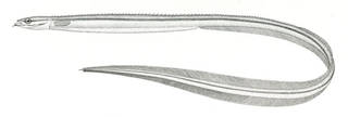 To NMNH Extant Collection (Ptilichthys goodei P07193 illustration)