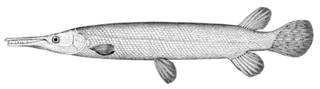To NMNH Extant Collection (Lepidosteus tristoechus P09828 illustration)