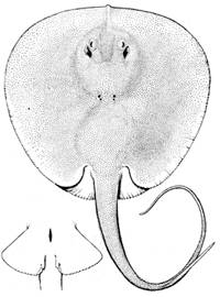 To NMNH Extant Collection (Himantura schmardae P12847 illustration)