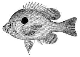 To NMNH Extant Collection (Lepomis pallidus P14726 illustration)