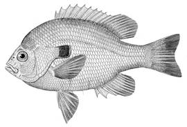 To NMNH Extant Collection (Lepomis megalotis P14730 illustration)