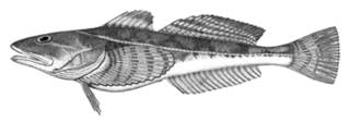 To NMNH Extant Collection (Leptocottus armatus P14769 illustration)