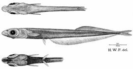 To NMNH Extant Collection (Leproderma retropinna P14797 illustration)