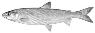 To NMNH Extant Collection (Leucichthys harengus P14853 illustration)