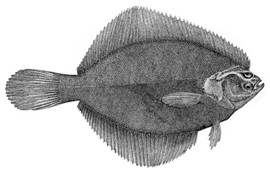To NMNH Extant Collection (Liopsetta putnami P08621 illustration)