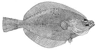 To NMNH Extant Collection (Limanda proboscidea P12894 illustration)