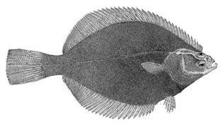 To NMNH Extant Collection (Liopsetta glacialis P12898 illustration)