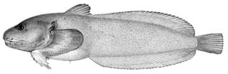 To NMNH Extant Collection (Cyclogaster simushirae P03861 illustration)