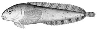 To NMNH Extant Collection (Liparis agassizi P10659 illustration)
