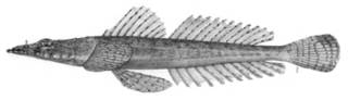 To NMNH Extant Collection (Levanaore bosschei P14904 illustration)