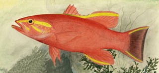To NMNH Extant Collection (Pikea aurora P14914 illustration)