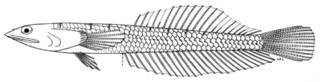To NMNH Extant Collection (Limnichthys donaldsoni P14925 illustration)