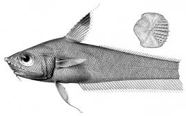 To NMNH Extant Collection (Lionurus evides P14933 illustration)