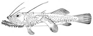 To NMNH Extant Collection (Lophoices olivaceus P14989 illustration)
