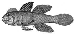 To NMNH Extant Collection (Lophogopius cyprinoides P15011 illustration)