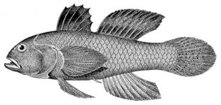To NMNH Extant Collection (Lophogobius cyprinoides P15012 illustration)