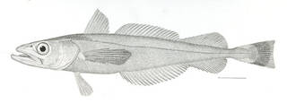 To NMNH Extant Collection (Merluccius productus P13450 illustration)