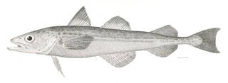 To NMNH Extant Collection (Theragra chalcogrammus P04830 illustration)