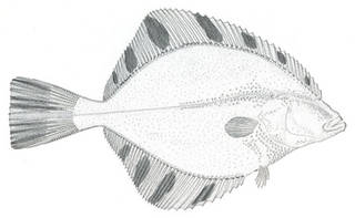 To NMNH Extant Collection (Platichthys stellatus P08208 illustration)