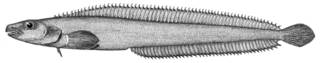To NMNH Extant Collection (Lumpenus longirostris P11059 illustration)