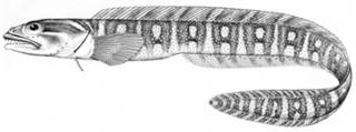 To NMNH Extant Collection (Lycenchelys poecilimon P15227 illustration)