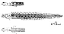 To NMNH Extant Collection (Lycenchelys spilotus P15228 illustration)