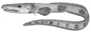 To NMNH Extant Collection (Lycodes verrillii P03998 illustration)