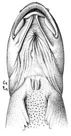 To NMNH Extant Collection (Lycodes zoarchus P15127 illustration)