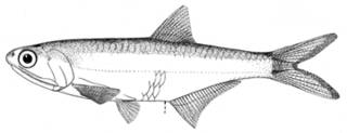 To NMNH Extant Collection (Lycengraulis limnichthys P15231 illustration)