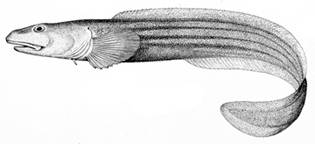 To NMNH Extant Collection (Lycodes digitatus P15249 illustration)