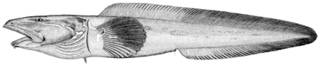 To NMNH Extant Collection (Lycodes mucosus P15250 illustration)