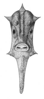 To NMNH Extant Collection (Mola mola P11071 illustration)