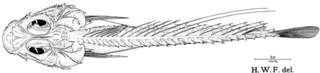 To NMNH Extant Collection (Monhoplichthys prosemion P13535 illustration)
