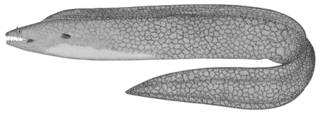 To NMNH Extant Collection (Muraena retifera P09632 illustration)