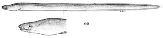To NMNH Extant Collection (Muraenichthys johnstonensis P09637 illustration)