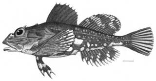 To NMNH Extant Collection (Myoxocephalus scorpius P08594 illustration)