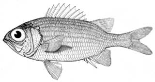 To NMNH Extant Collection (Myripristis clarionensis P09546 illustration)