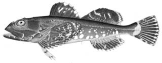 To NMNH Extant Collection (Myoxocephalus niger P09613 illustration)