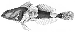 To NMNH Extant Collection (Myoxocephalus parvulus P09722 illustration)