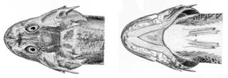 To NMNH Extant Collection (Myoxocephalus polyacanthocephalus P09724 illustration)