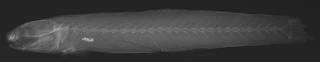 To NMNH Extant Collection (Sicyopterus tauae USNM 51787 holotype radiograph)