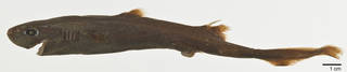 To NMNH Extant Collection (Etmopterus carteri USNM 206090 holotype photograph lateral view)