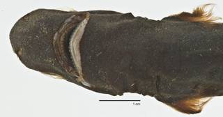 To NMNH Extant Collection (Etmopterus carteri USNM 206090 holotype photograph ventral view snout)