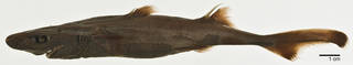 To NMNH Extant Collection (Etmopterus perryi USNM 206093 holotype photograph lateral view)