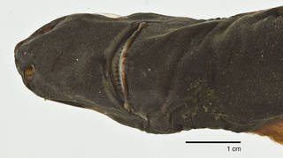 To NMNH Extant Collection (Etmopterus perryi USNM 206093 holotype photograph ventral view snout)