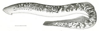 To NMNH Extant Collection (Petromyzon marinus P08330 illustration)