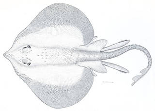 To NMNH Extant Collection (Raia ackleyi P07502 illustration)