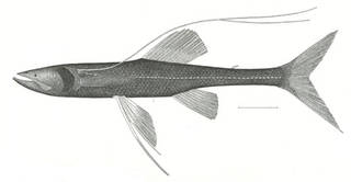 To NMNH Extant Collection (Bathypterois P01693 illustration)